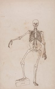 Human Skeleton, Anterior View by George Stubbs