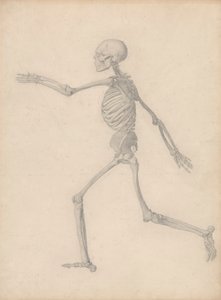 Human Skeleton, Lateral View (Close to the Final Study for Table III But Differs in Detail) by George Stubbs