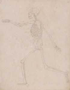 Human Skeleton, Lateral View by George Stubbs