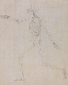 Human Skeleton, Lateral View (Outline of the skeleton for the key figure to Table III) by George Stubbs
