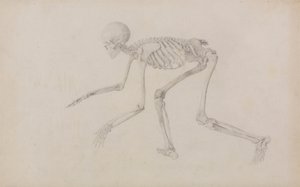 Human Skeleton, Lateral View (in Crawling Posture; finished study for an unpublished table) by George Stubbs
