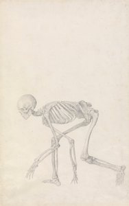 Human Skeleton, Lateral View (in Crouching Posture) by George Stubbs