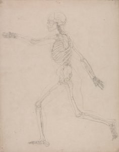 Human Skeleton, Lateral View by George Stubbs