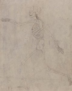 Human Skeleton, Lateral View by George Stubbs