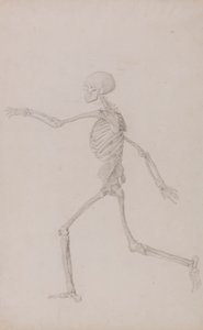 Human Skeleton, Lateral View Seen from the Left, Running by George Stubbs