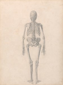 Human Skeleton, Posterior View (Finished Study for Table II) by George Stubbs