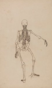 Human Skeleton, Posterior View by George Stubbs