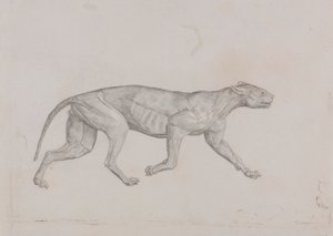 Leopard Body, Lateral View by George Stubbs