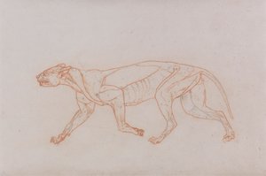 Leopard Body, Lateral View by George Stubbs