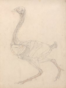 Study of a Fowl, Lateral View, Diagram for Key to Table XV, from A Comparative Anatomical Exposition of the Structure of the Human Body with that of a Tiger and a Common Fowl by George Stubbs