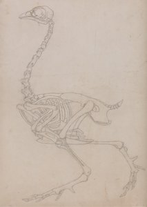 Study of a Fowl, Lateral View, from A Comparative Anatomical Exposition of the Structure of the Human Body with that of a Tiger and a Common Fowl by George Stubbs