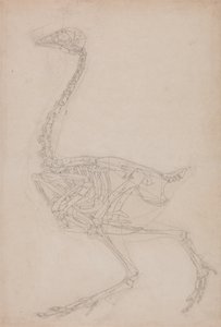 Study of a Fowl, Lateral View, from A Comparative Anatomical Exposition of the Structure of the Human Body with that of a Tiger and a Common Fowl by George Stubbs