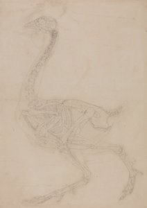 Study of a Fowl, Lateral View, from A Comparative Anatomical Exposition of the Structure of the Human Body with that of a Tiger and a Common Fowl by George Stubbs