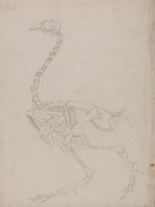 Study of a Fowl, Lateral View, from A Comparative Anatomical Exposition of the Structure of the Human Body with that of a Tiger and a Common Fowl by George Stubbs