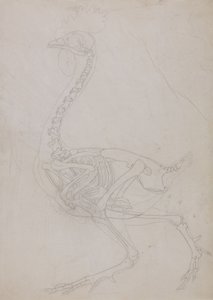 Study of a Fowl, Lateral View, from A Comparative Anatomical Exposition of the Structure of the Human Body with that of a Tiger and a Common Fowl by George Stubbs