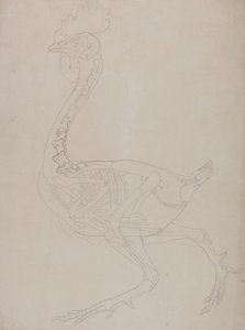 Study of a Fowl, Lateral View, from A Comparative Anatomical Exposition of the Structure of the Human Body with that of a Tiger and a Common Fowl by George Stubbs
