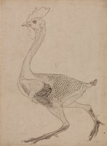 Study of a Fowl, Lateral View, from A Comparative Anatomical Exposition of the Structure of the Human Body with that of a Tiger and a Common Fowl by George Stubbs