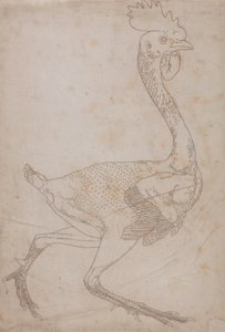 Study of a Fowl, Lateral View, from A Comparative Anatomical Exposition of the Structure of the Human Body with that of a Tiger and a Common Fowl, 1795-1806 by George Stubbs