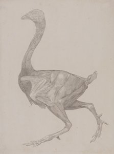 Study of a Fowl, Lateral View, from A Comparative Anatomical Exposition of the Structure of the Human Body with that of a Tiger and a Common Fowl, 1795-1806 by George Stubbs