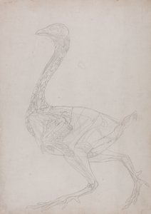 Study of a Fowl, Lateral View, from A Comparative Anatomical Exposition of the Structure of the Human Body with that of a Tiger and a Common Fowl, 1795-1806 by George Stubbs