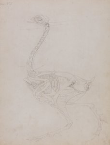 Study of a Fowl, Lateral View, from A Comparative Anatomical Exposition of the Structure of the Human Body with that of a Tiger and a Common Fowl, 1795-1806 by George Stubbs