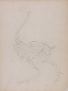 Study of a Fowl, Lateral View, from A Comparative Anatomical Exposition of the Structure of the Human Body with that of a Tiger and a Common Fowl, 1795-1806 by George Stubbs