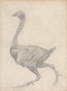 Study of a Fowl, Lateral View, with skin and underlying fascial layers removed, from A Comparative Anatomical Exposition of the Structure of the Human Body with that of a Tiger and a Common Fowl by George Stubbs