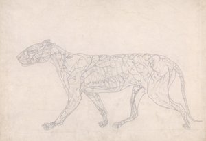 Study of a Tiger, Lateral View, Diagram Showing the Subcutaneous Blood Supply, from A Comparative Anatomical Exposition of the Structure of the Human Body with that of a Tiger and a Common Fowl by George Stubbs