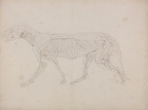 Study of a Tiger, Lateral View, from A Comparative Anatomical Exposition of the Structure of the Human Body with that of a Tiger and a Common Fowl, c.1795-1806 by George Stubbs