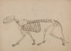 Study of a Tiger, Lateral View, from A Comparative Anatomical Exposition of the Structure of the Human Body with that of a Tiger and a Common Fowl by George Stubbs