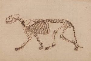 Study of a Tiger, Lateral View, from A Comparative Anatomical Exposition of the Structure of the Human Body with that of a Tiger and a Common Fowl by George Stubbs