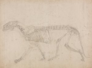Study of a Tiger, Lateral View, from A Comparative Anatomical Exposition of the Structure of the Human Body with that of a Tiger and a Common Fowl by George Stubbs