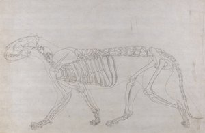 Study of a Tiger, Lateral View, from A Comparative Anatomical Exposition of the Structure of the Human Body with that of a Tiger and a Common Fowl by George Stubbs