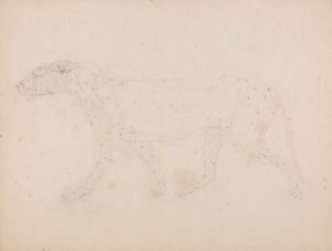 Study of a Tiger, Lateral View, from A Comparative Anatomical Exposition of the Structure of the Human Body with that of a Tiger and a Common Fowl by George Stubbs
