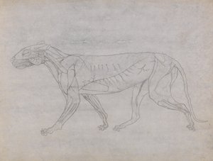 Study of a Tiger, Lateral View, from A Comparative Anatomical Exposition of the Structure of the Human Body with that of a Tiger and a Common Fowl by George Stubbs