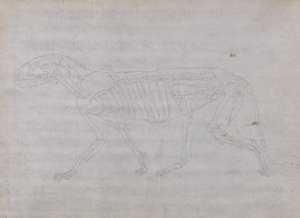 Study of a Tiger, Lateral View, from A Comparative Anatomical Exposition of the Structure of the Human Body with that of a Tiger and a Common Fowl by George Stubbs