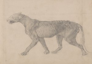 Study of a Tiger, Lateral View, from A Comparative Anatomical Exposition of the Structure of the Human Body with that of a Tiger and a Common Fowl by George Stubbs