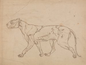 Study of a Tiger, Lateral View, from A Comparative Anatomical Exposition of the Structure of the Human Body with that of a Tiger and a Common Fowl by George Stubbs