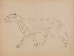 Study of a Tiger, Lateral View, from A Comparative Anatomical Exposition of the Structure of the Human Body with that of a Tiger and a Common Fowl by George Stubbs