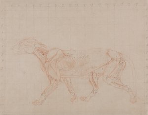 Study of a Tiger, Lateral View, from A Comparative Anatomical Exposition of the Structure of the Human Body with that of a Tiger and a Common Fowl by George Stubbs