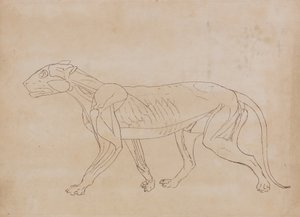Study of a Tiger, Lateral View, from A Comparative Anatomical Exposition of the Structure of the Human Body with that of a Tiger and a Common Fowl by George Stubbs