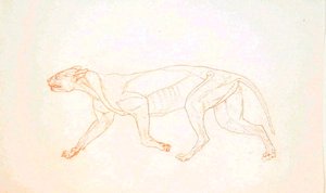 Study of a Tiger, Lateral View, from A Comparative Anatomical Exposition of the Structure of the Human Body with that of a Tiger and a Common Fowl by George Stubbs