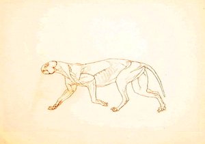 Study of a Tiger, Lateral View, from A Comparative Anatomical Exposition of the Structure of the Human Body with that of a Tiger and a Common Fowl by George Stubbs