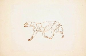 Study of a Tiger, Lateral View, from A Comparative Anatomical Exposition of the Structure of the Human Body with that of a Tiger and a Common Fowl by George Stubbs