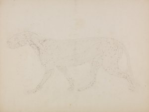 Study of a Tiger, Lateral View, from 