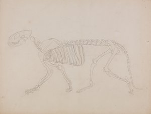 Study of a Tiger, Lateral View, from 