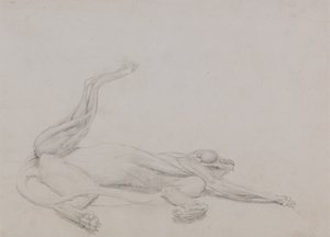 Study of a Tiger, Recumbent, Viewed Ventrally, from A Comparative Anatomical Exposition of the Structure of the Human Body with that of a Tiger and a Common Fowl by George Stubbs