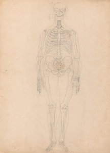 Study of the Human Figure, Anterior View, Diagram for Key to Table I, from A Comparative Anatomical Exposition of the Structure of the Human Body with that of a Tiger and a Common Fowl, c.1795-1806 by George Stubbs