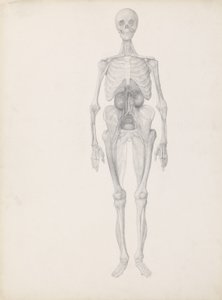 Study of the Human Figure, Anterior View, Final Stage of Dissection, from 