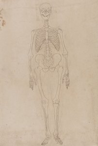 Study of the Human Figure, Anterior View, from A Comparative Anatomical Exposition of the Structure of the Human Body with that of a Tiger and a Common Fowl, c.1795-1806 by George Stubbs